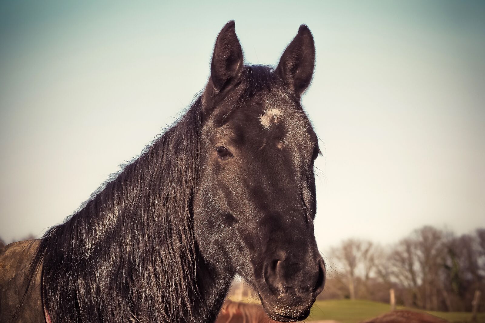 Olympus OM-D E-M10 sample photo. Horse, animal, ride photography