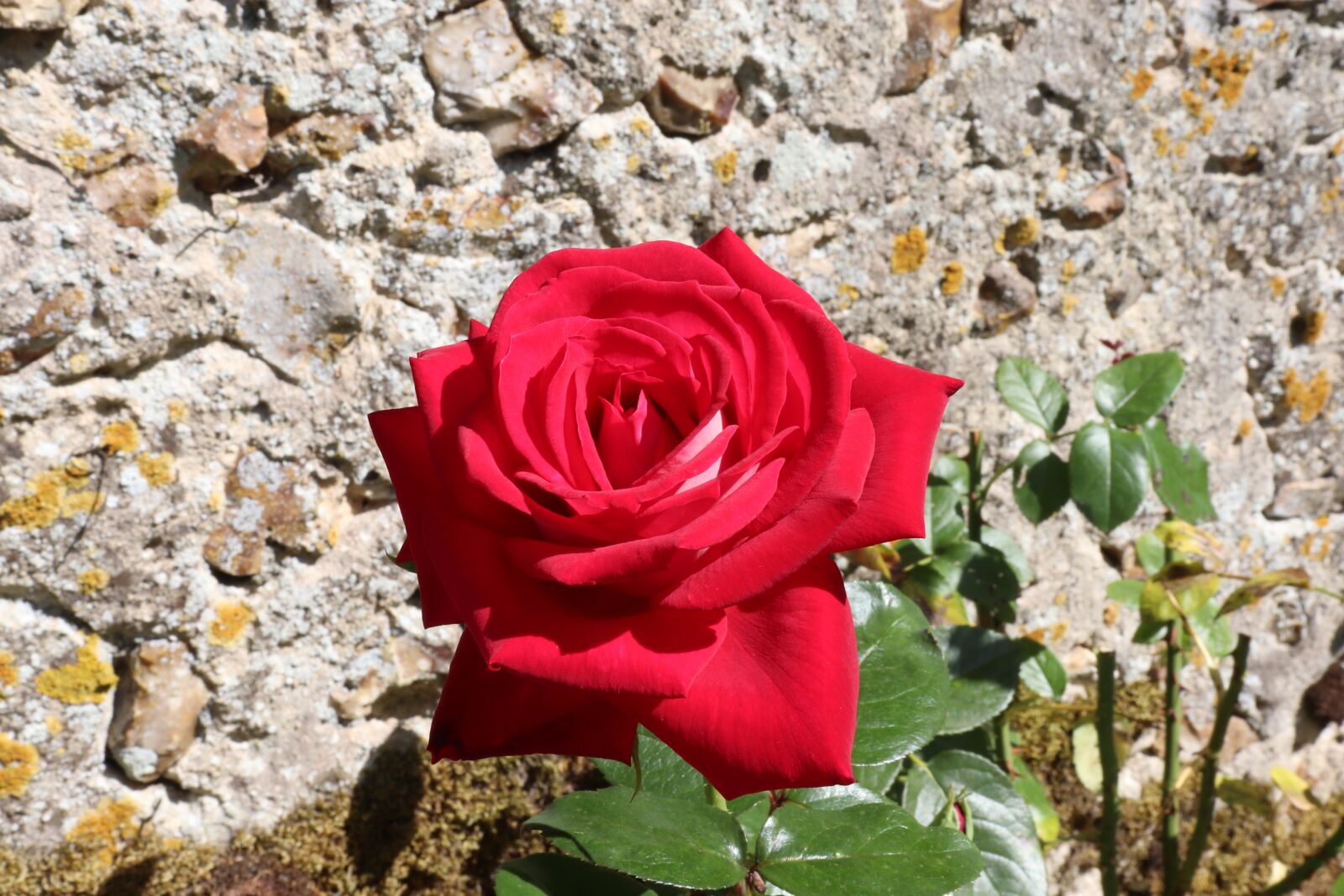 Canon EOS 800D (EOS Rebel T7i / EOS Kiss X9i) sample photo. Pink, roses, flowering shrubs photography