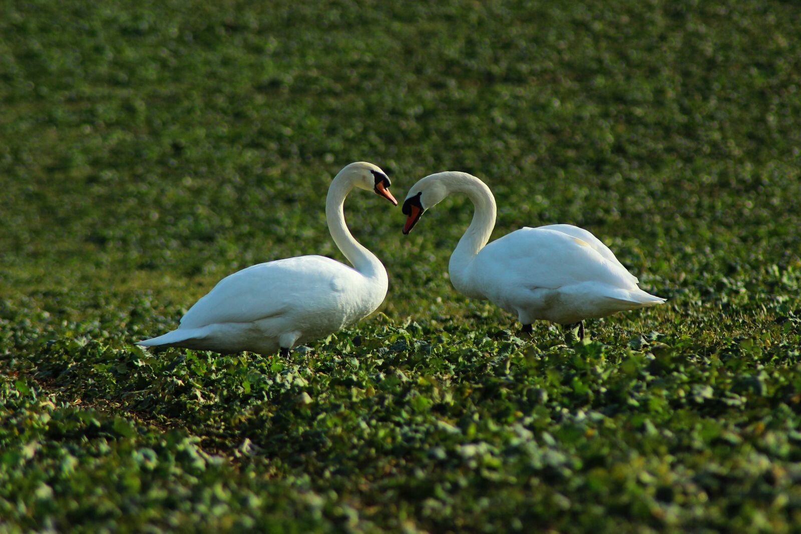 Canon EOS 600D (Rebel EOS T3i / EOS Kiss X5) sample photo. Swans, love, birds photography
