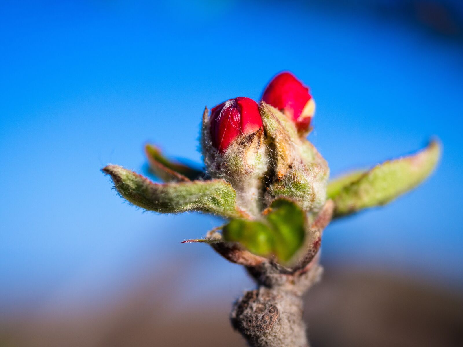 Olympus PEN E-PL9 sample photo. Flower buds, red, spring photography