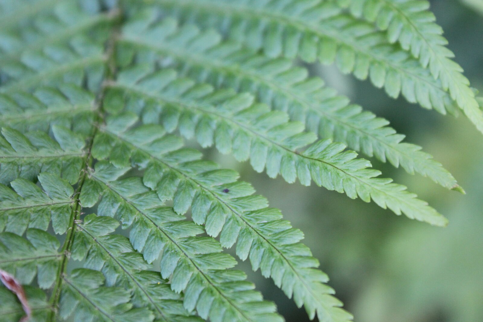 Canon EOS 600D (Rebel EOS T3i / EOS Kiss X5) sample photo. Fern, nature photography