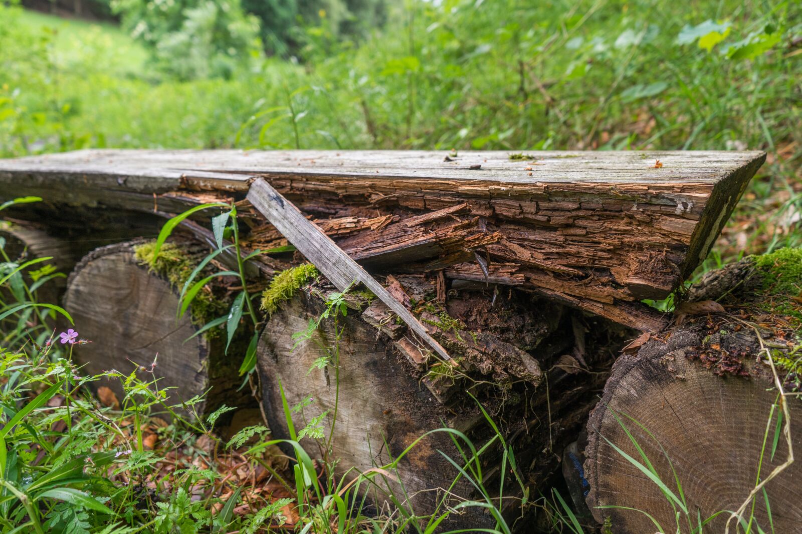 Sony a7 + Sony FE 28-70mm F3.5-5.6 OSS sample photo. Lapsed, forest, wood photography