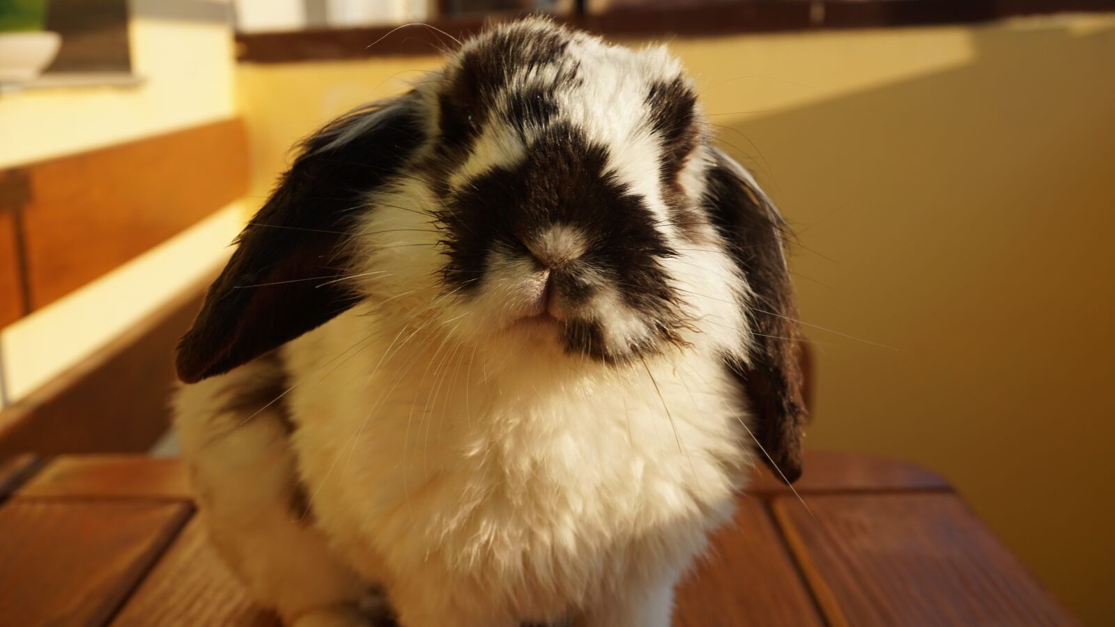 Sony E 16-50mm F3.5-5.6 PZ OSS sample photo. Rabbit, domestic, animal photography