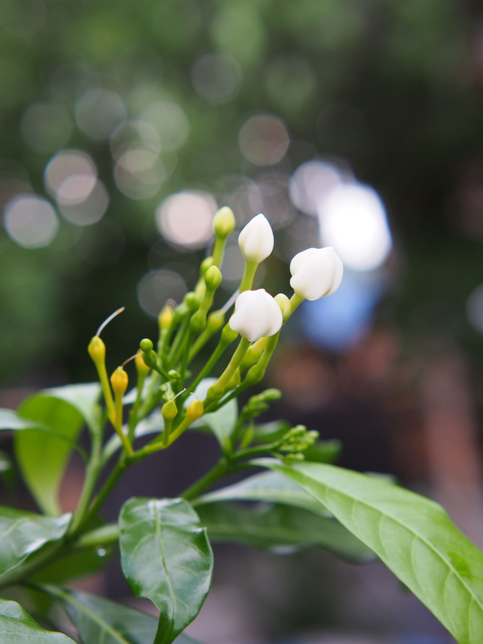 XIAOYI 42.5mm F1.8 sample photo