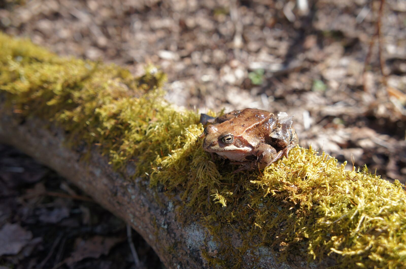Sony Alpha NEX-C3 sample photo. Frog, toad, sun photography