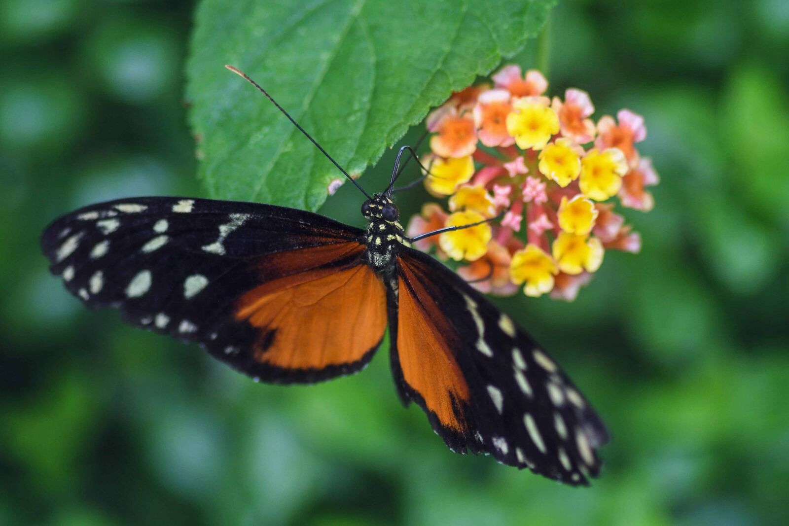 Nikon D500 sample photo. Insect, butterfly, summer, nature photography