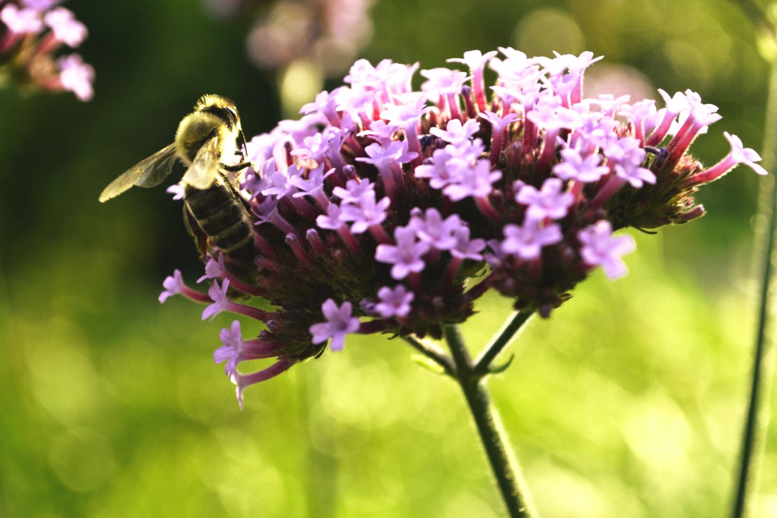 Nikon D3100 sample photo. Bee, blossom, bloom photography