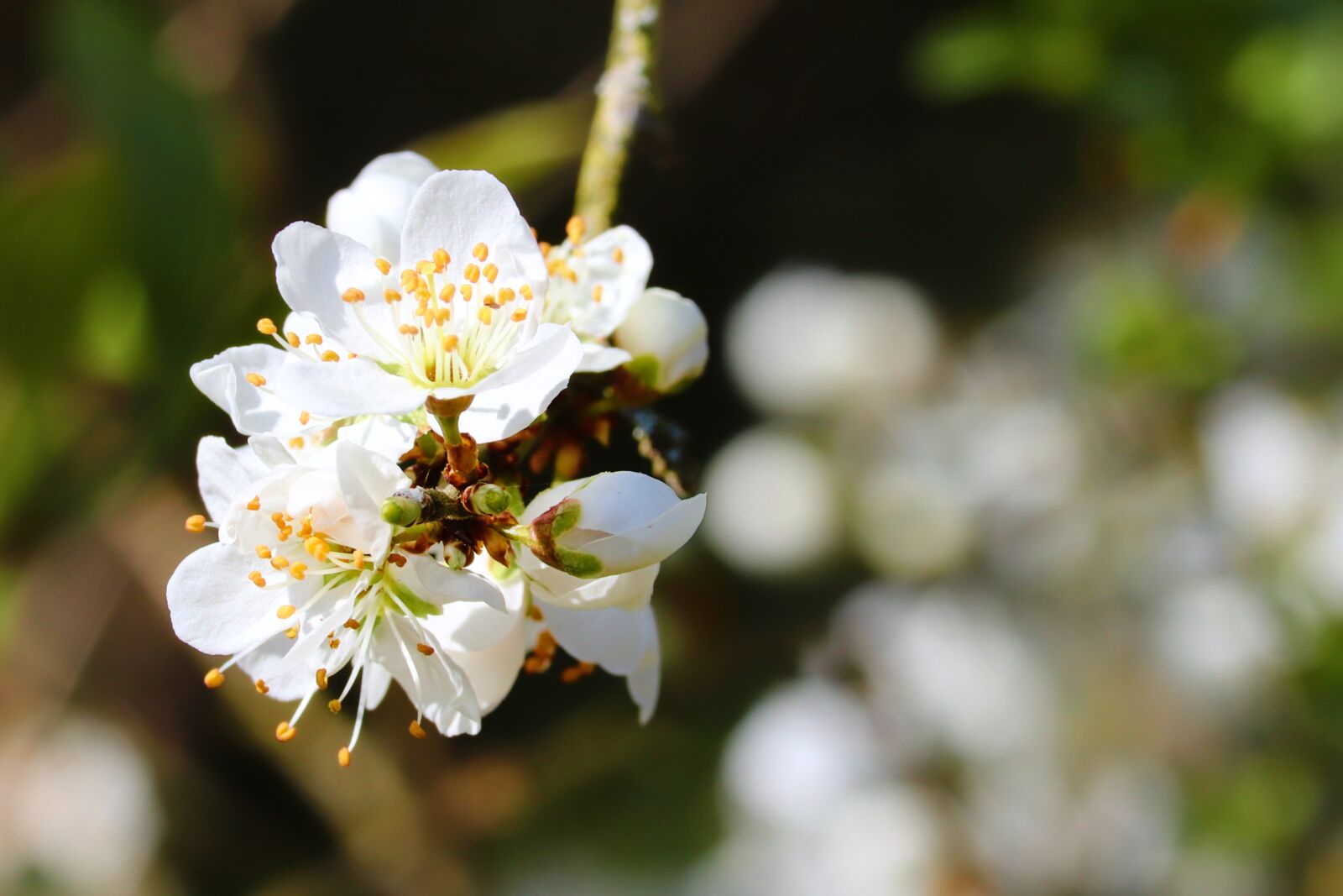 Canon EOS 200D (EOS Rebel SL2 / EOS Kiss X9) sample photo. Cherry blossom, cherry tree photography