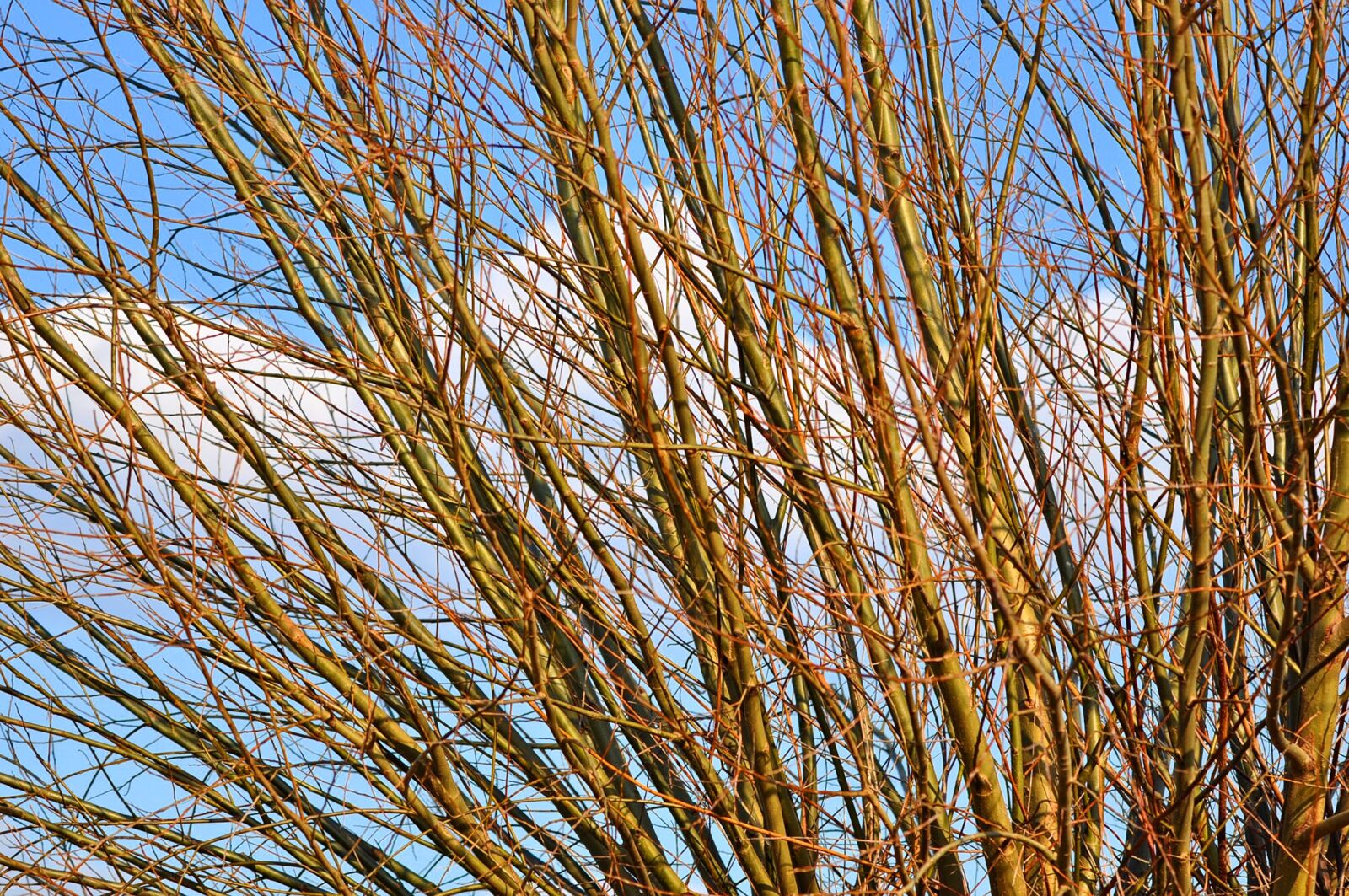 Nikon D90 sample photo. Willow, willow branch, branch photography
