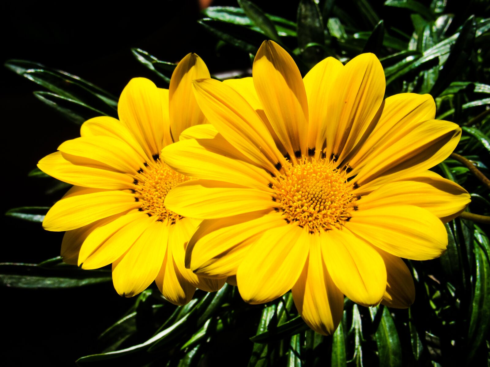 Canon PowerShot SX600 HS sample photo. Gazanie, flowers, nature photography