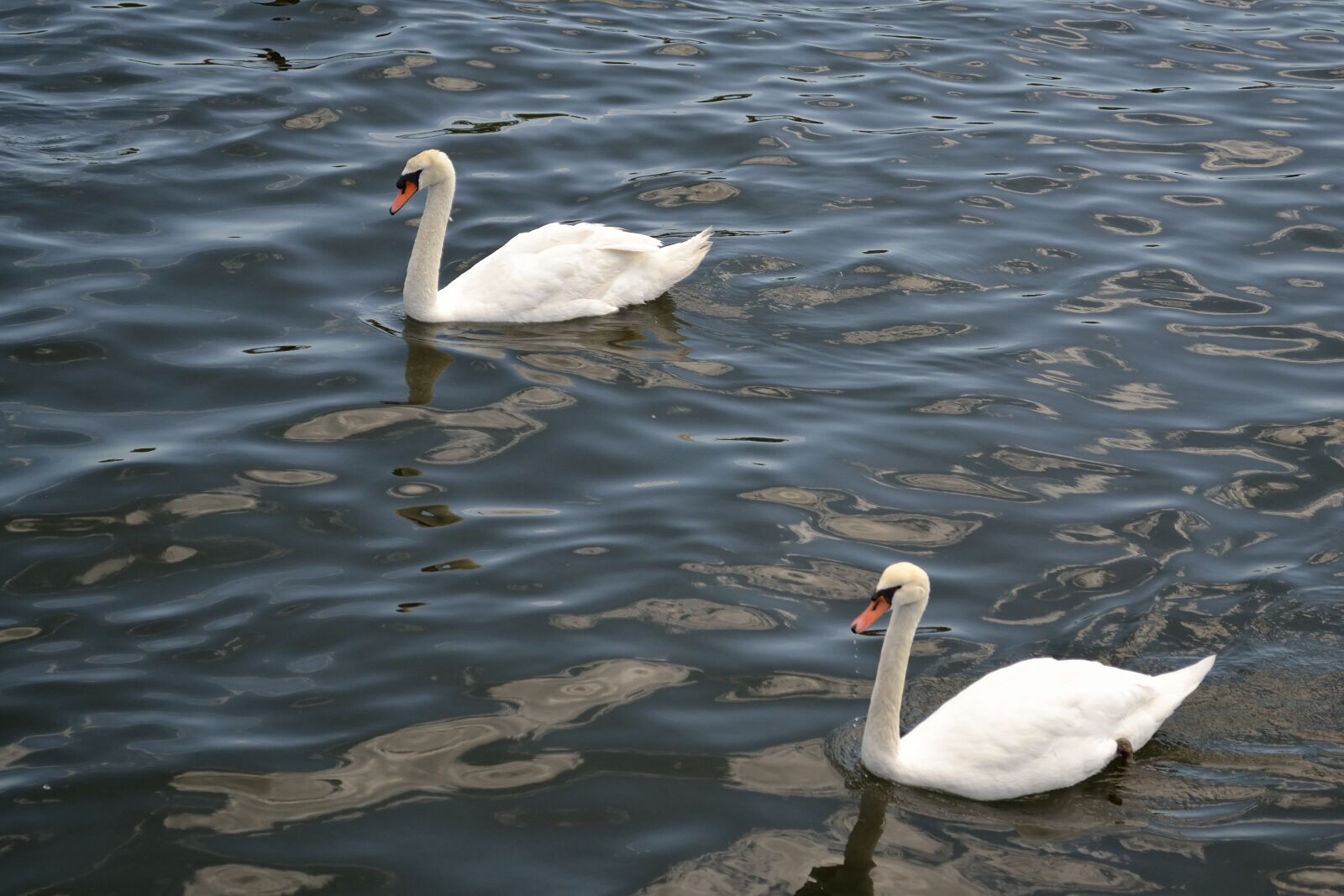 Nikon D3100 sample photo. Swan, birds, wildlife photography