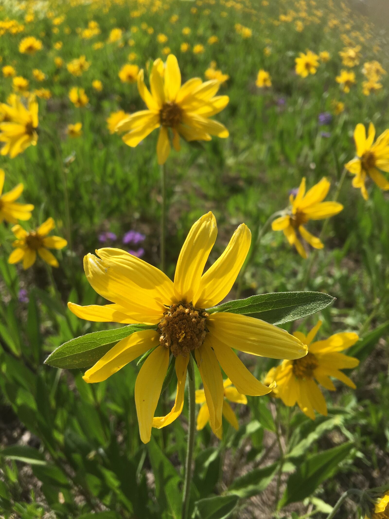 iPhone 6s Plus back camera 4.15mm f/2.2 sample photo. Nature, flower, summer photography