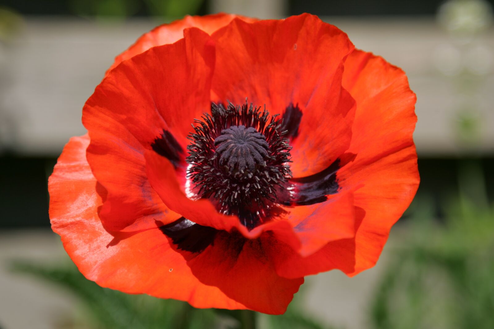 Canon EOS-1D Mark II sample photo. Flower, garden, bouquet photography