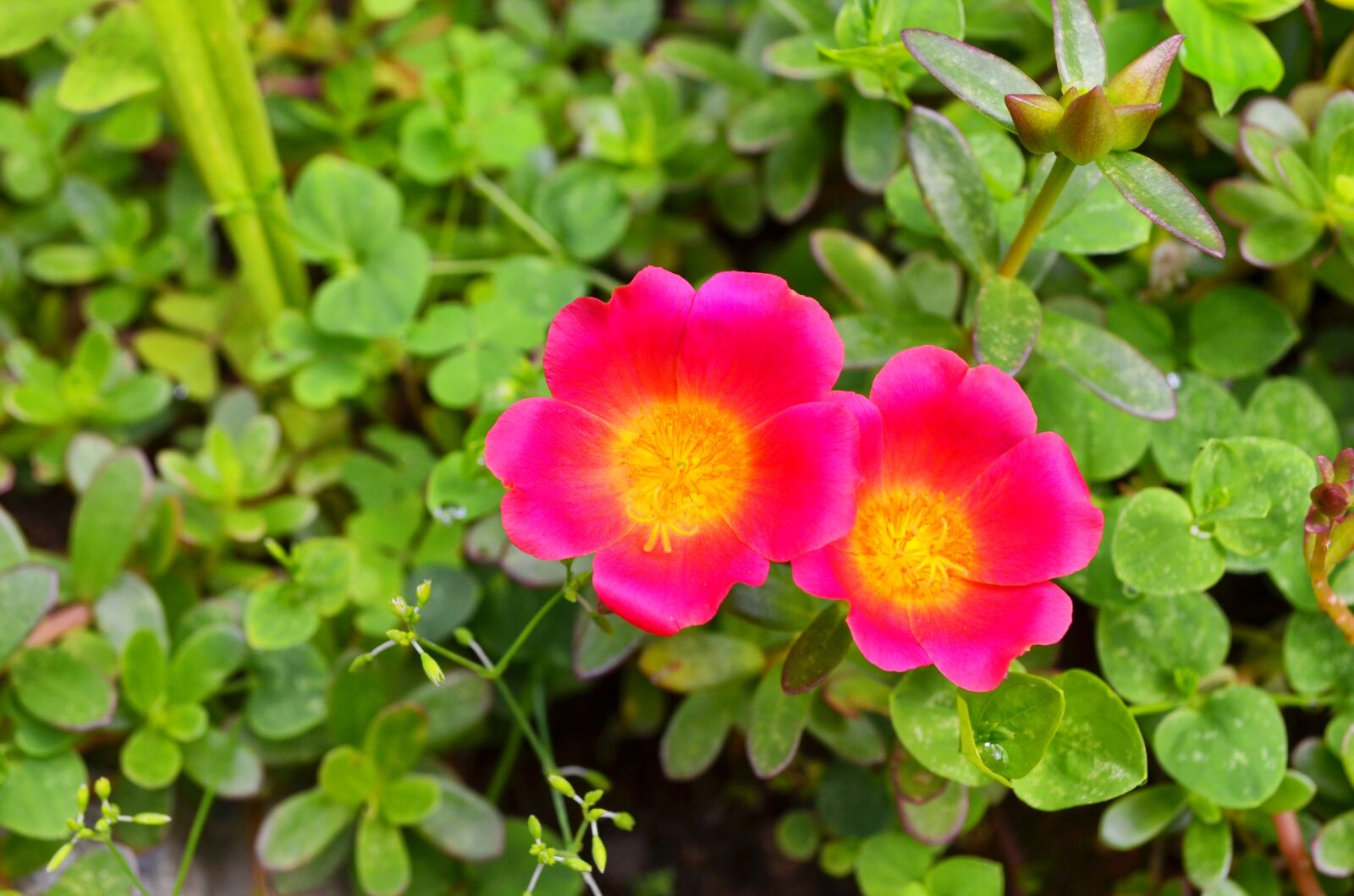 Nikon D5100 sample photo. Flowers, couple, love photography