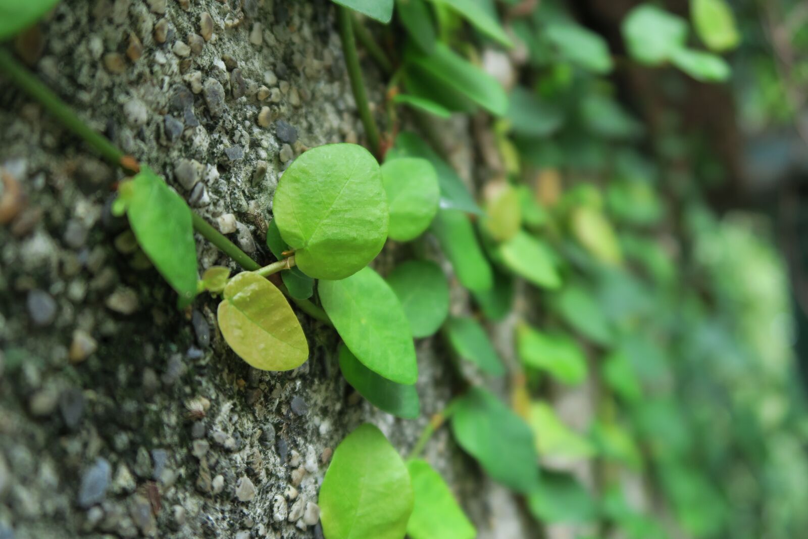 Canon PowerShot G7 X sample photo. Green, plant, leaf photography