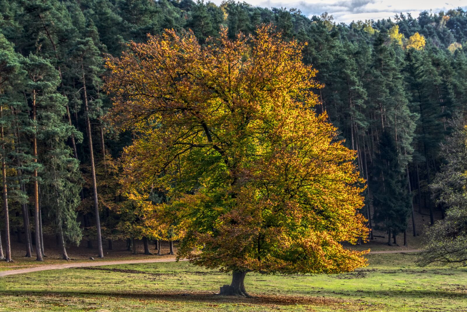 Sony a6000 sample photo. Autumn, trees, mood photography