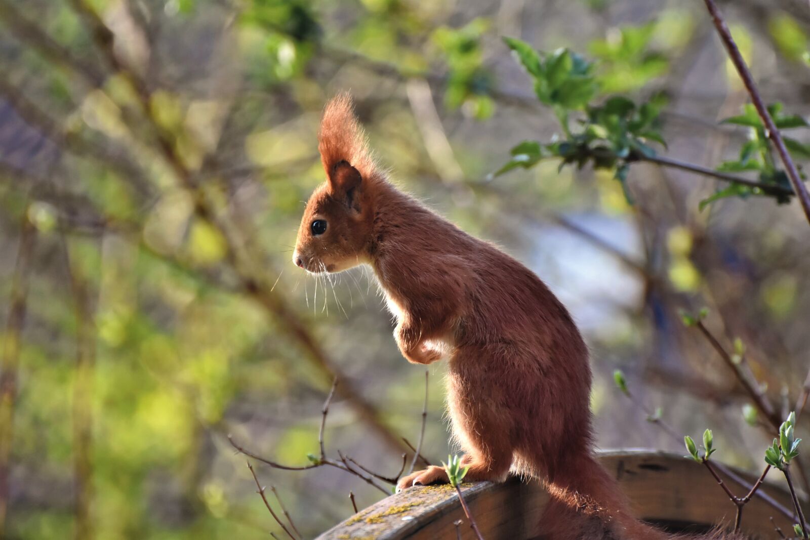 Nikon D7200 sample photo. Squirrel, verifiable kitten, rodent photography