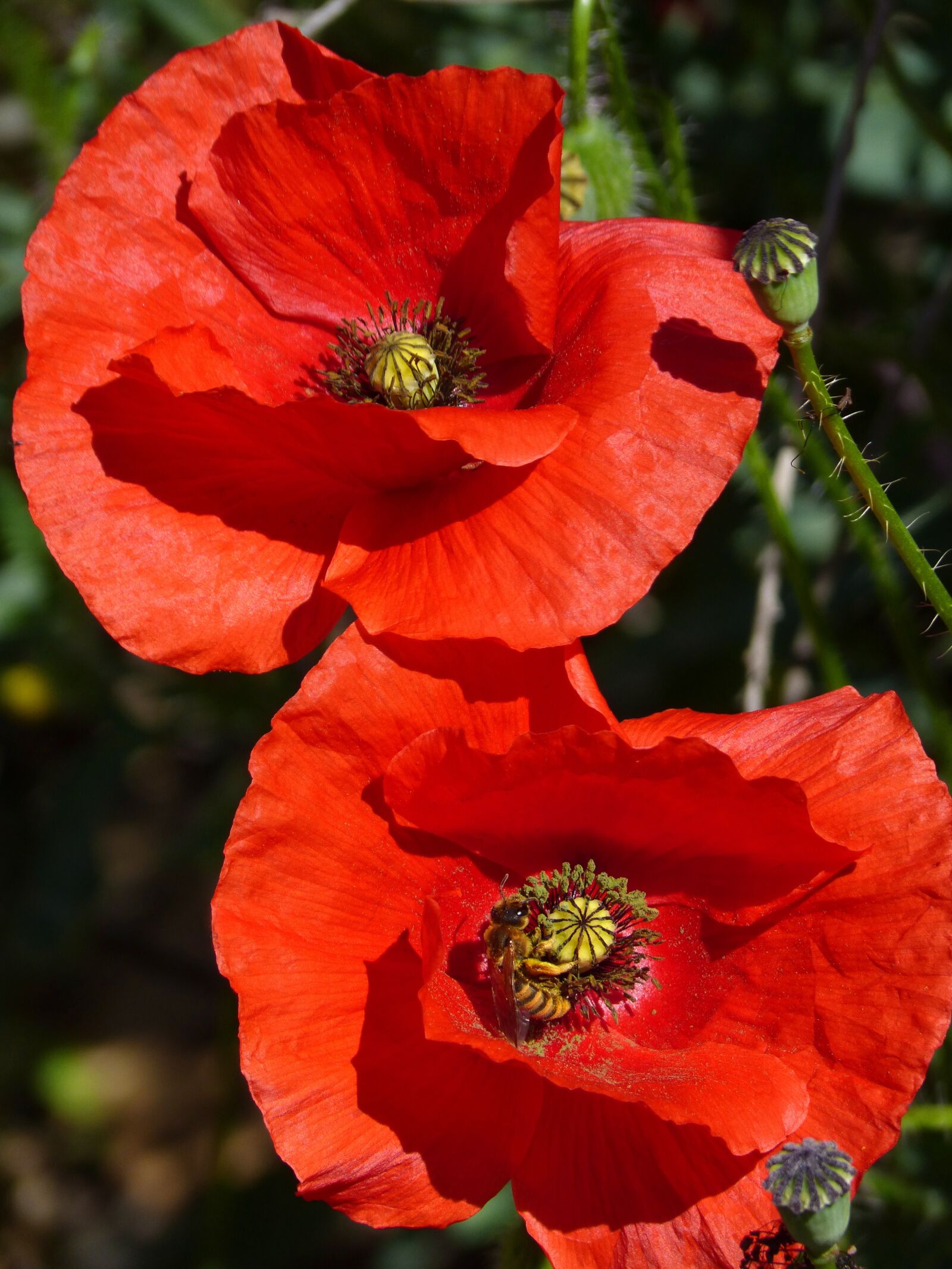 Panasonic DMC-FZ62 sample photo. Poppy, poppies, bee photography