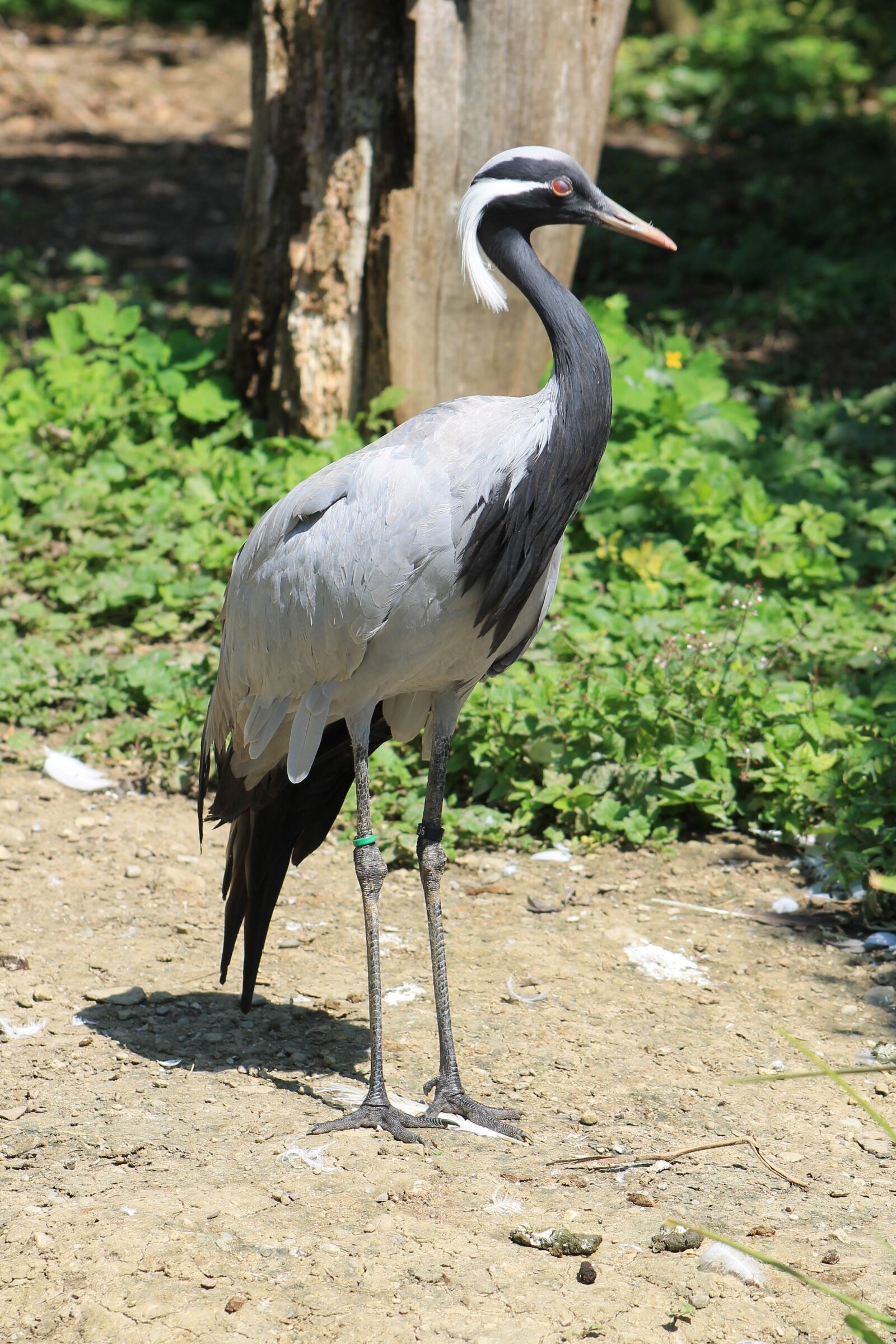 Canon EF 75-300mm f/4-5.6 sample photo. Heron, bird, zoo photography