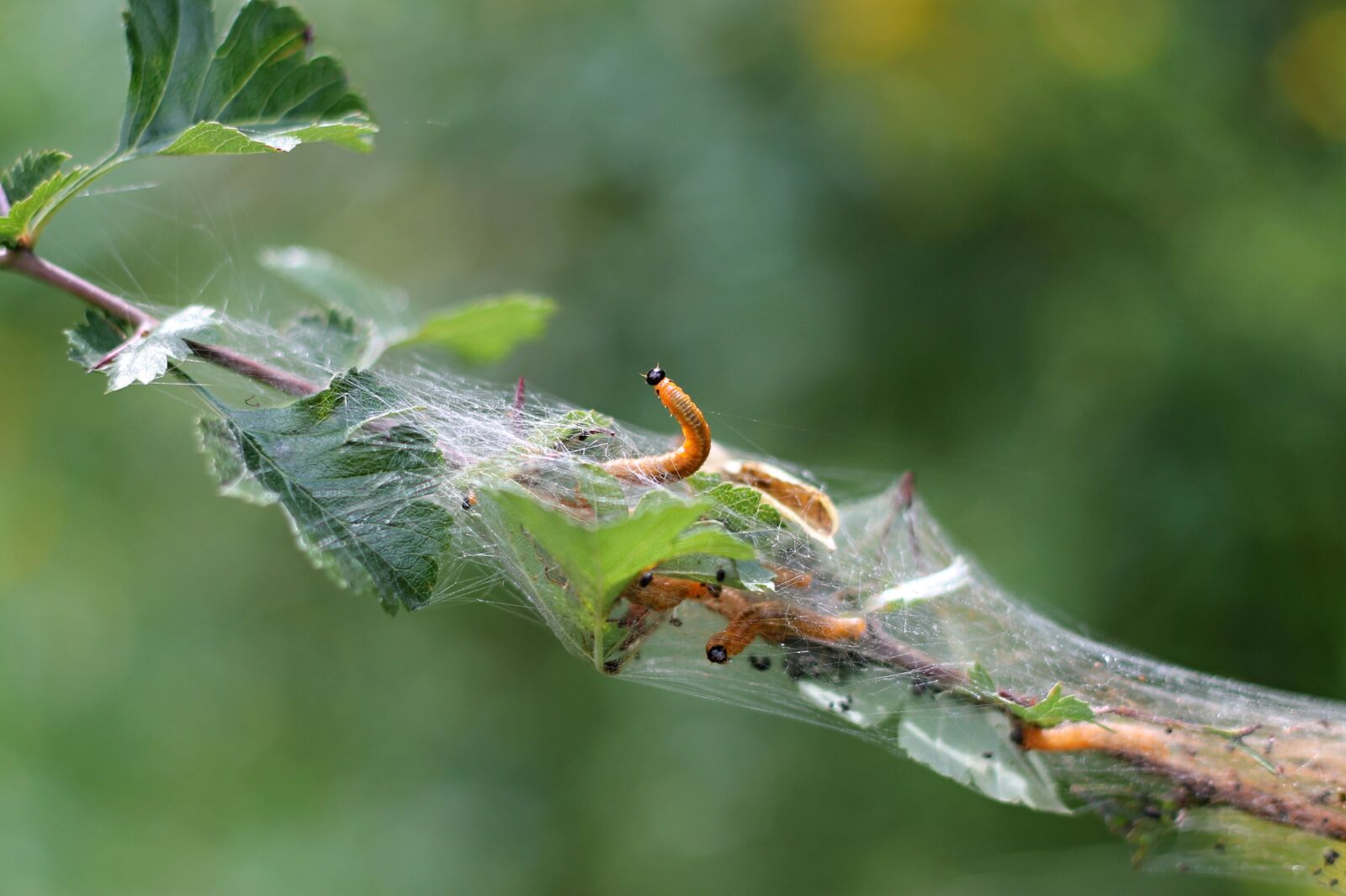 Canon EF 50mm F1.8 II sample photo. Caterpillar, cocoon, branch photography
