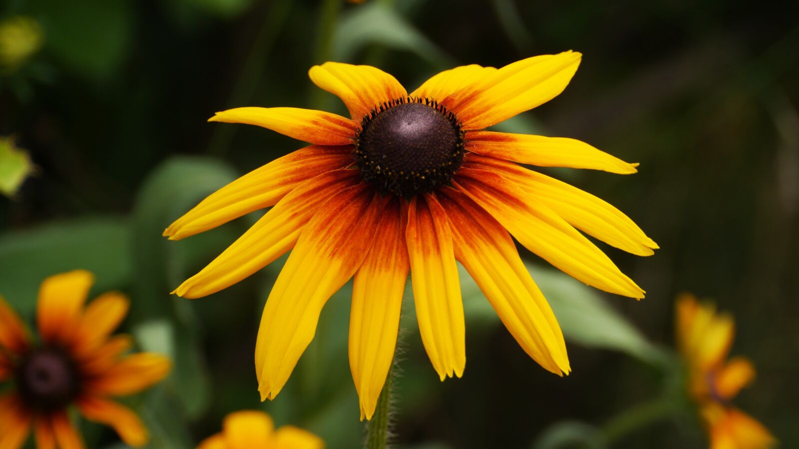 Panasonic Lumix DMC-GH3 sample photo. Flowers, travel, yellow photography