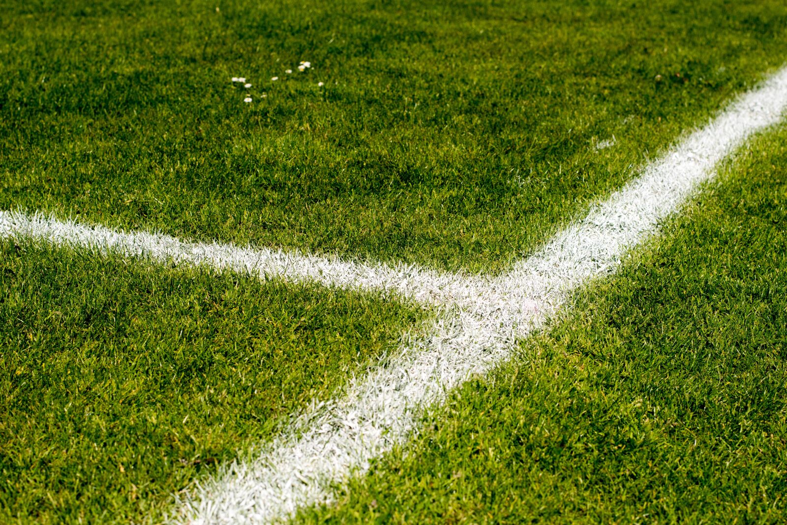 Nikon D3300 sample photo. World cup, world cup photography