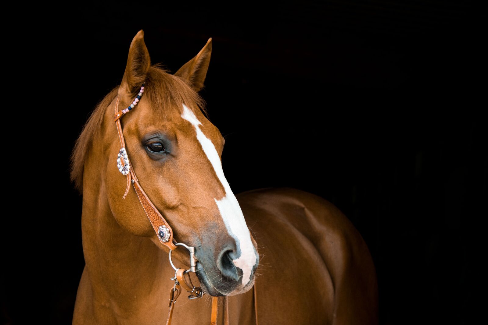 Nikon D3300 sample photo. Horse, mare, bridle photography