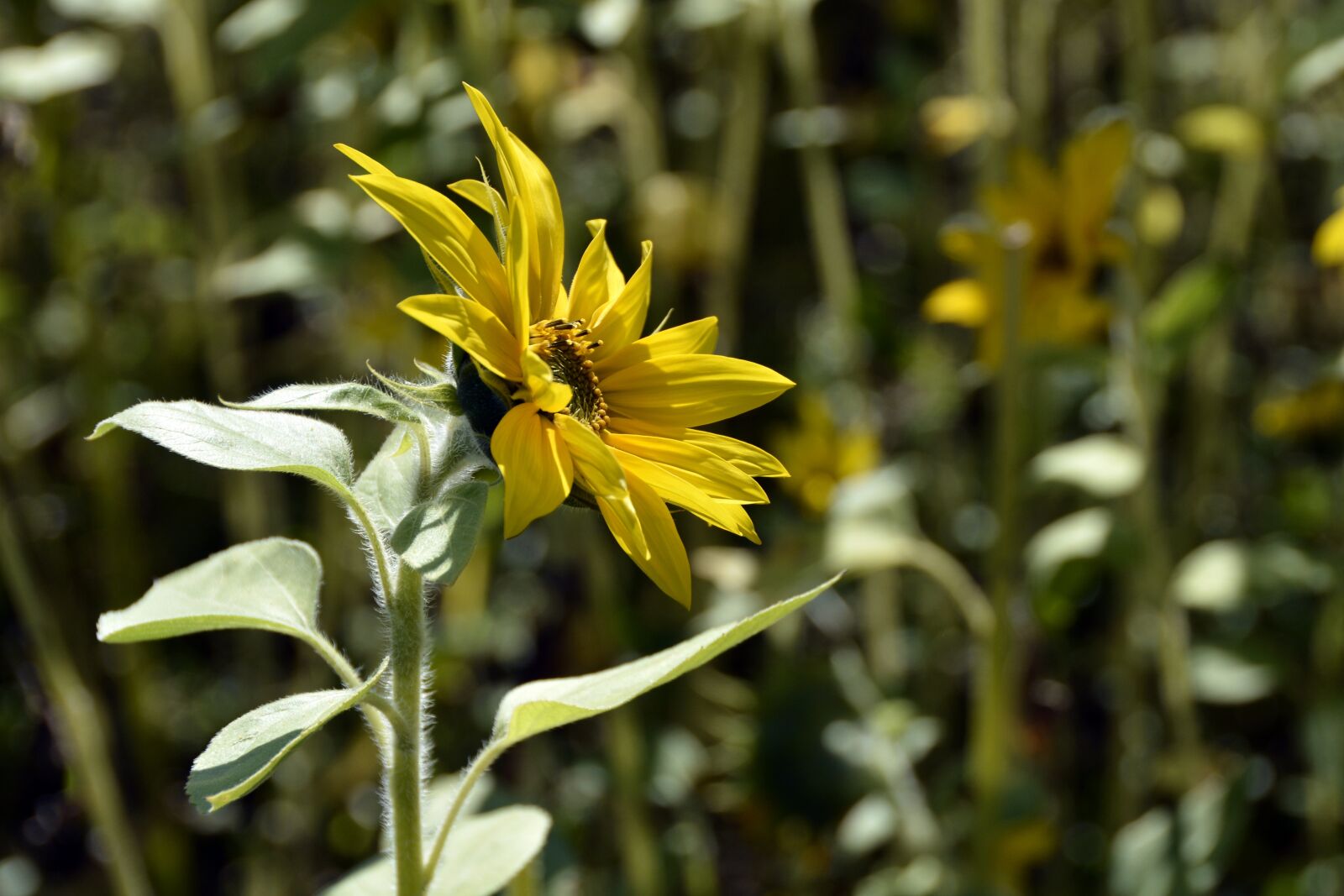 Nikon D7100 sample photo. Sunflower, blossom, bloom photography