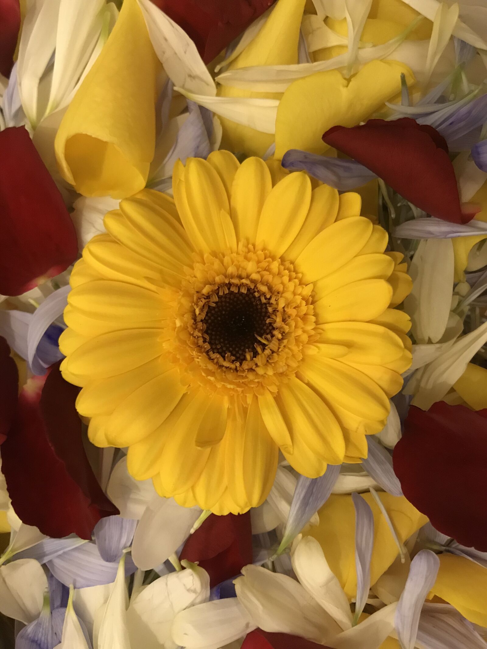Apple iPhone 7 sample photo. Sunflower, floral, flower photography
