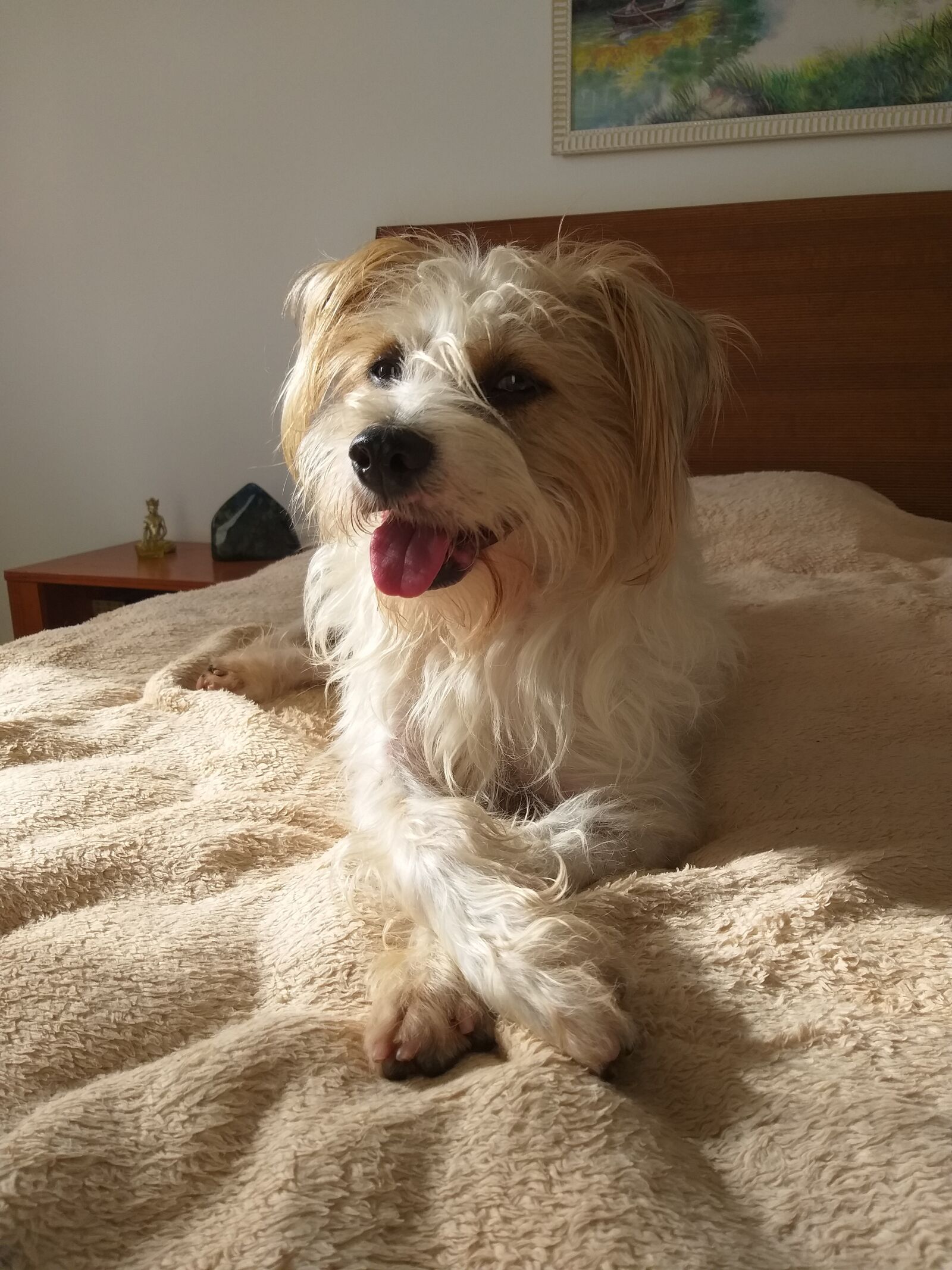Samsung Galaxy J8 sample photo. Dog, pet, cute photography