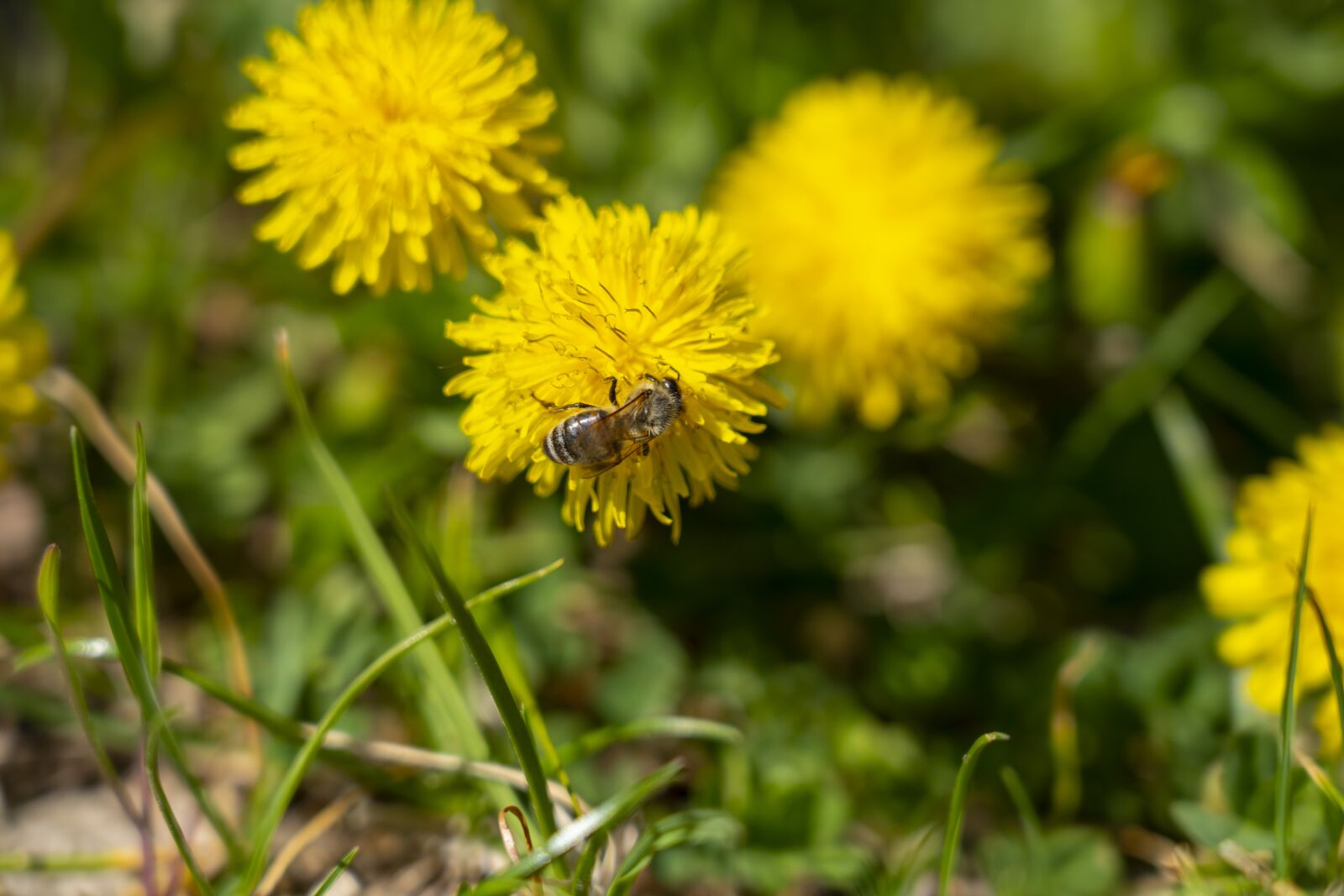 Sony FE 24-105mm F4 G OSS sample photo. Dandelion, meadow, dandelions photography