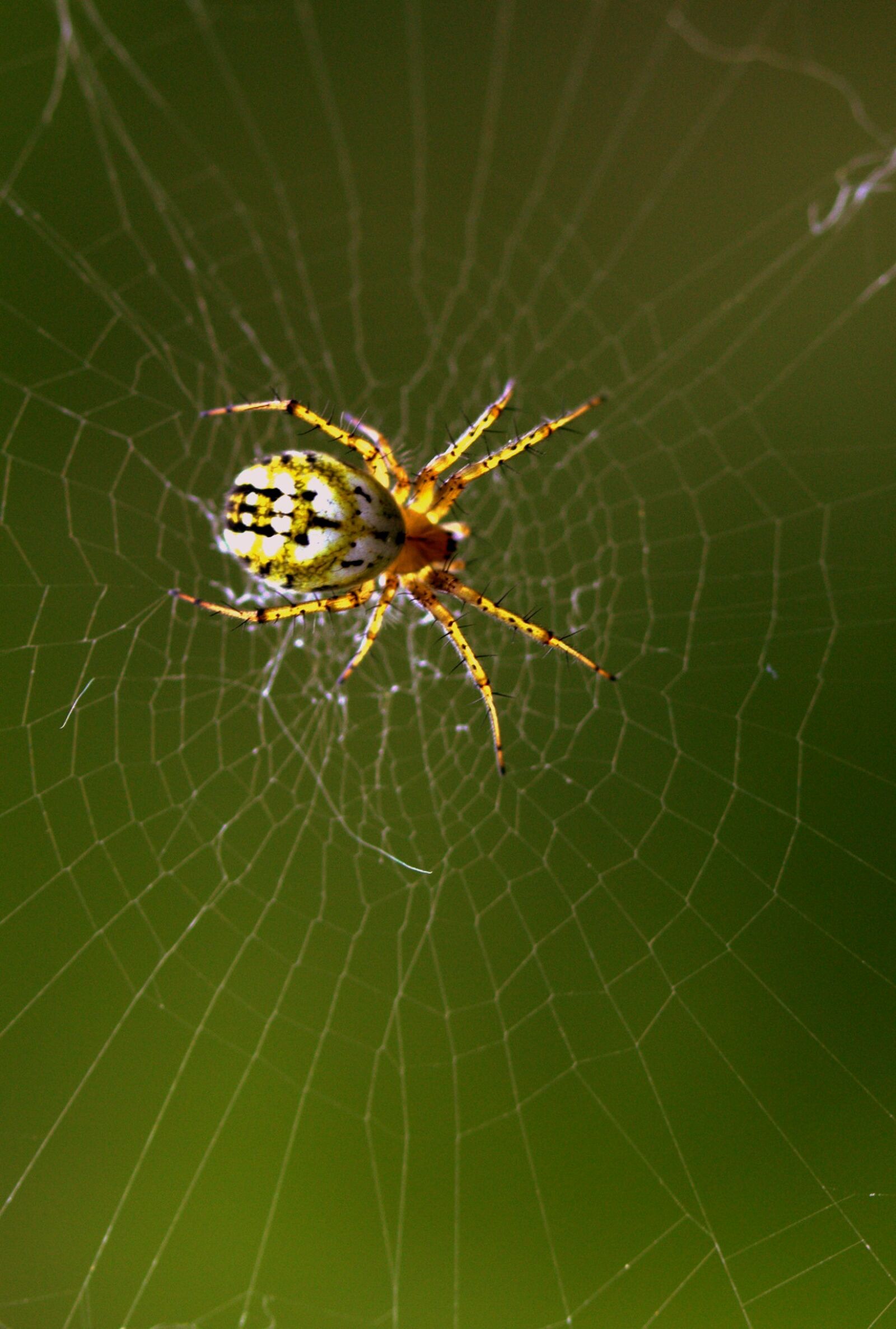Canon EF-S 60mm F2.8 Macro USM sample photo. Spider, spider web, hooked photography