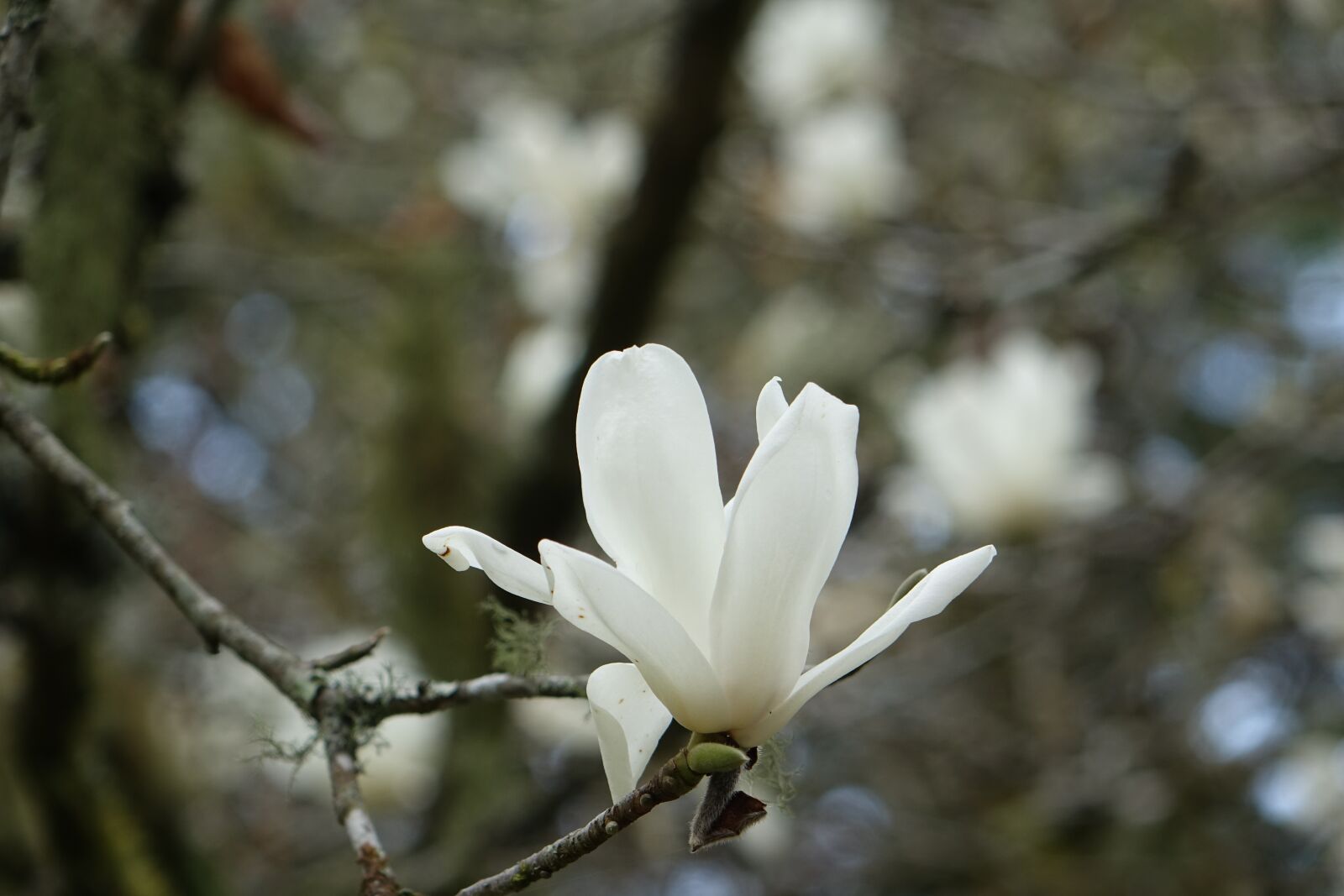 Sony Cyber-shot DSC-RX10 sample photo. Magnolia, white magnolias, white photography