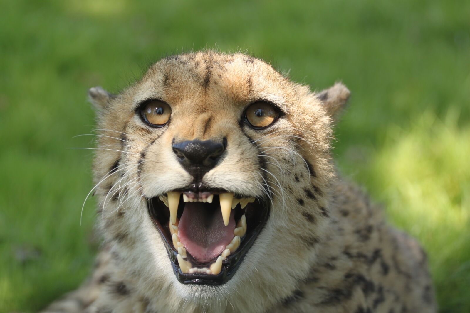 Canon EOS 500D (EOS Rebel T1i / EOS Kiss X3) sample photo. Cheetah, cat, predator photography