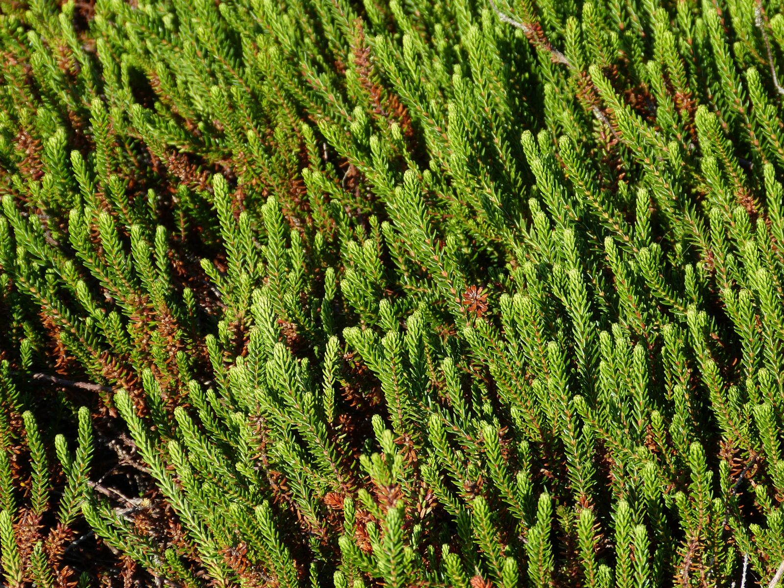 Panasonic Lumix DMC-FZ150 sample photo. Sylt, heide, dune landscape photography
