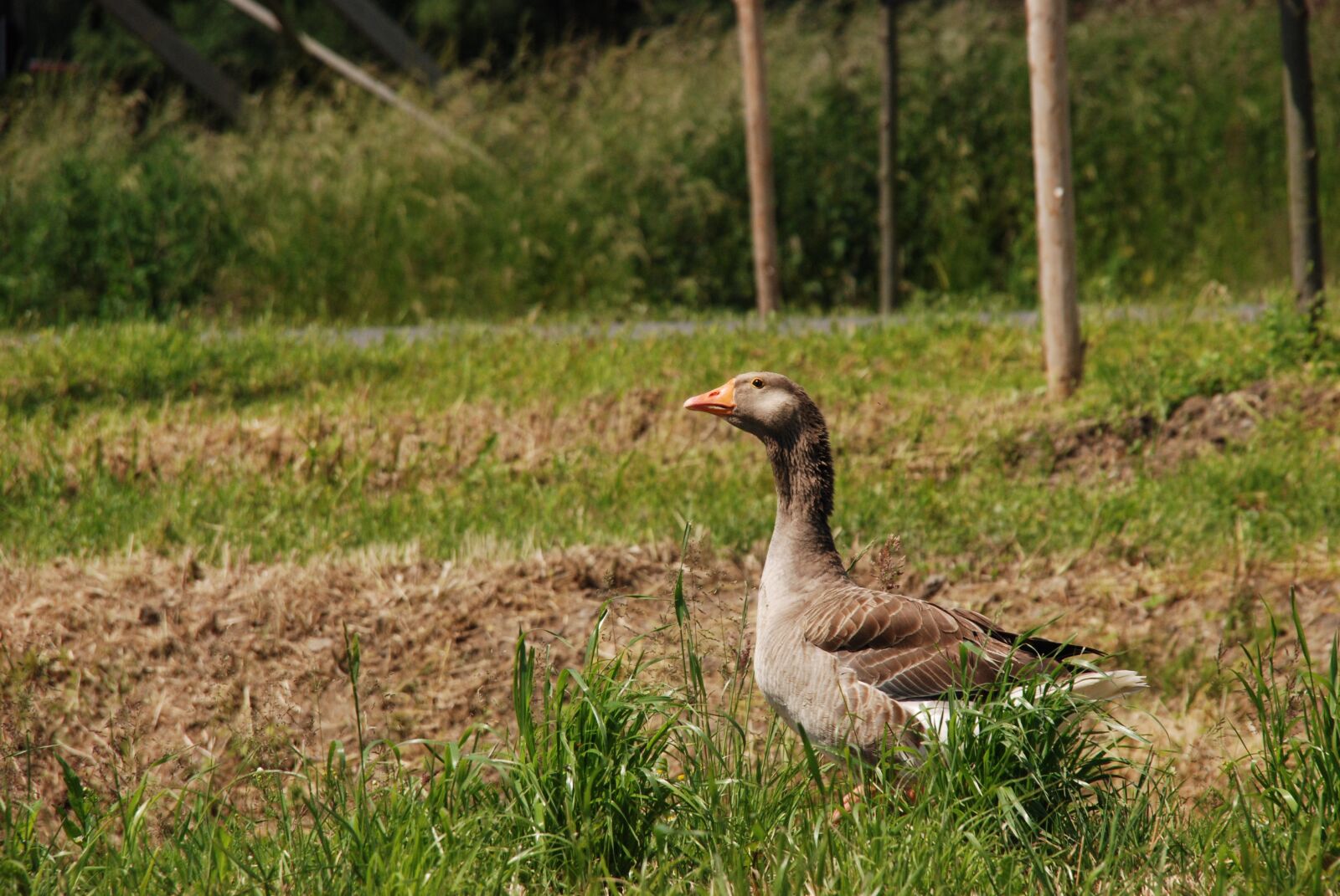 Nikon D80 sample photo. Goose, bird, pasture photography