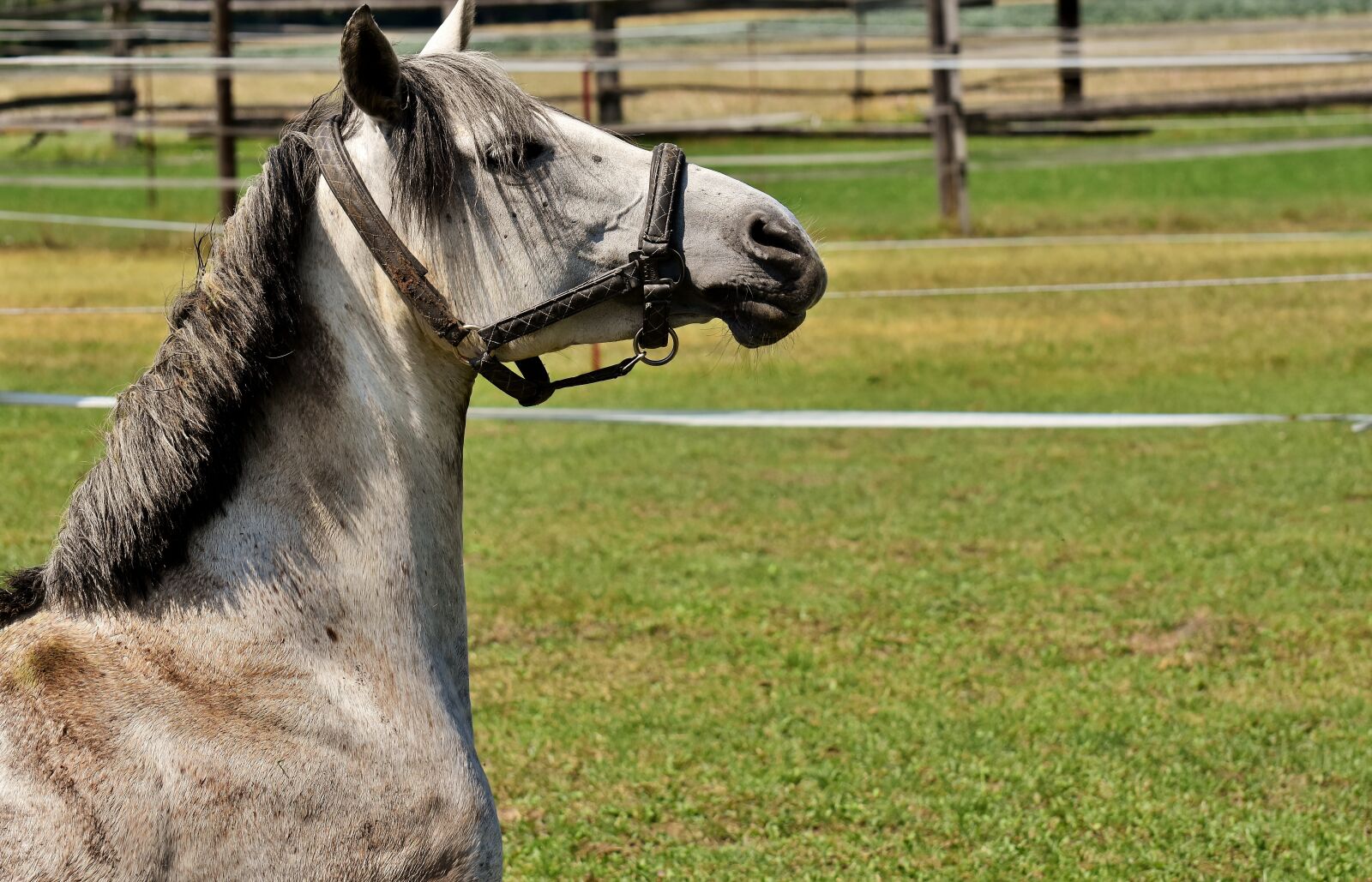 Nikon D7200 sample photo. Horse, mold, reiterhof photography
