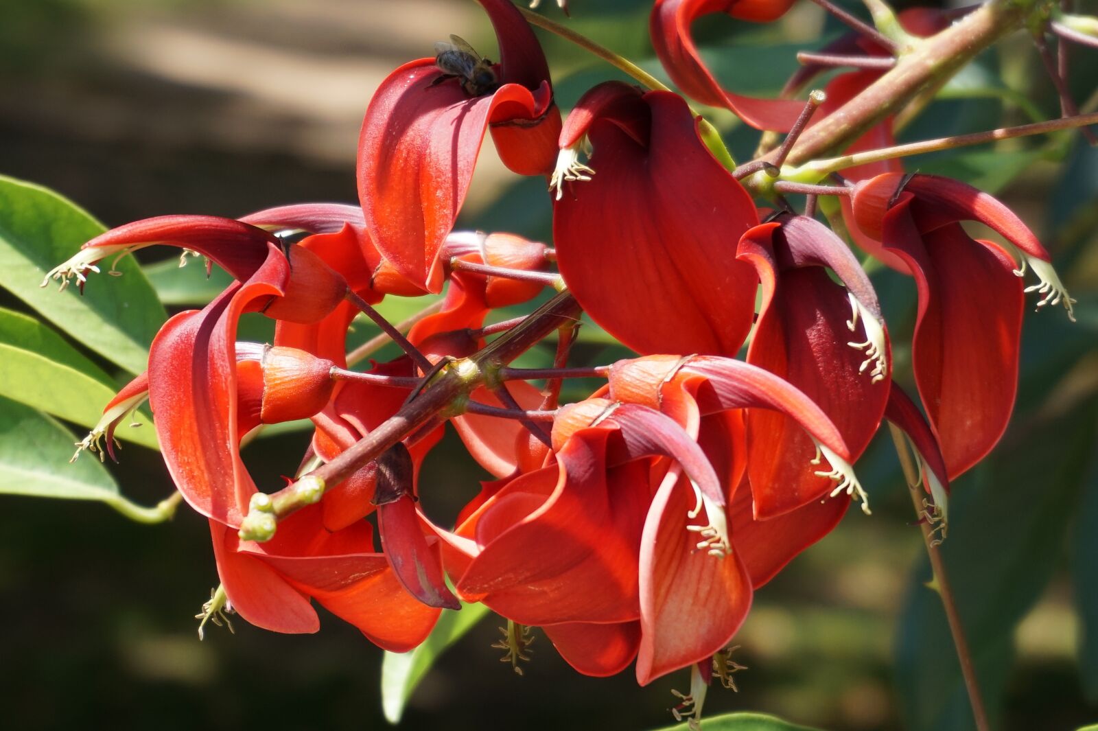 Sony Alpha a5000 (ILCE 5000) sample photo. Flower, flora, red photography