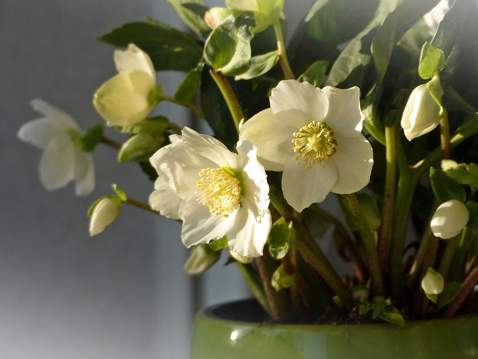 Panasonic Lumix DMC-FZ200 sample photo. Christmas rose, anemone blanda photography