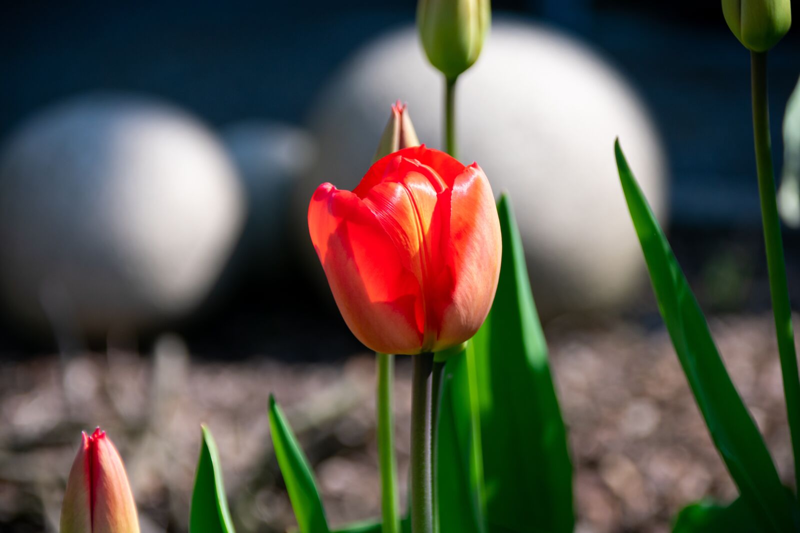 Nikon D3400 sample photo. Tulip, red, spring photography
