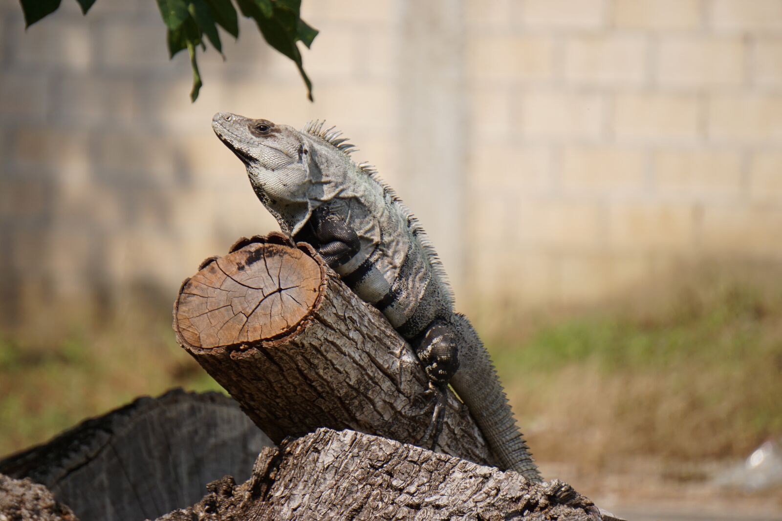 Sony E 55-210mm F4.5-6.3 OSS sample photo. Iguana, animal, fauna photography