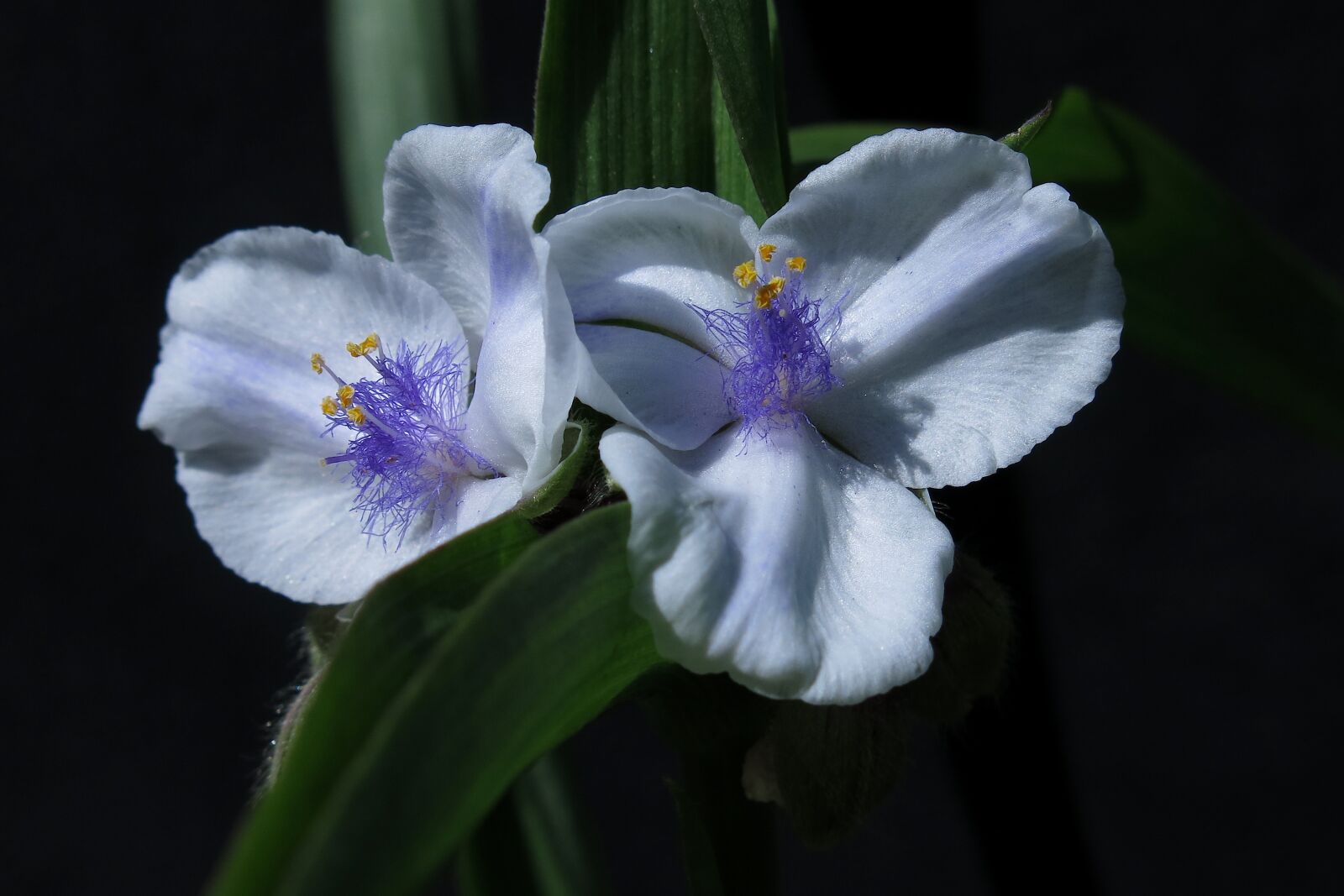 Canon PowerShot G15 sample photo. Three master flower, white photography