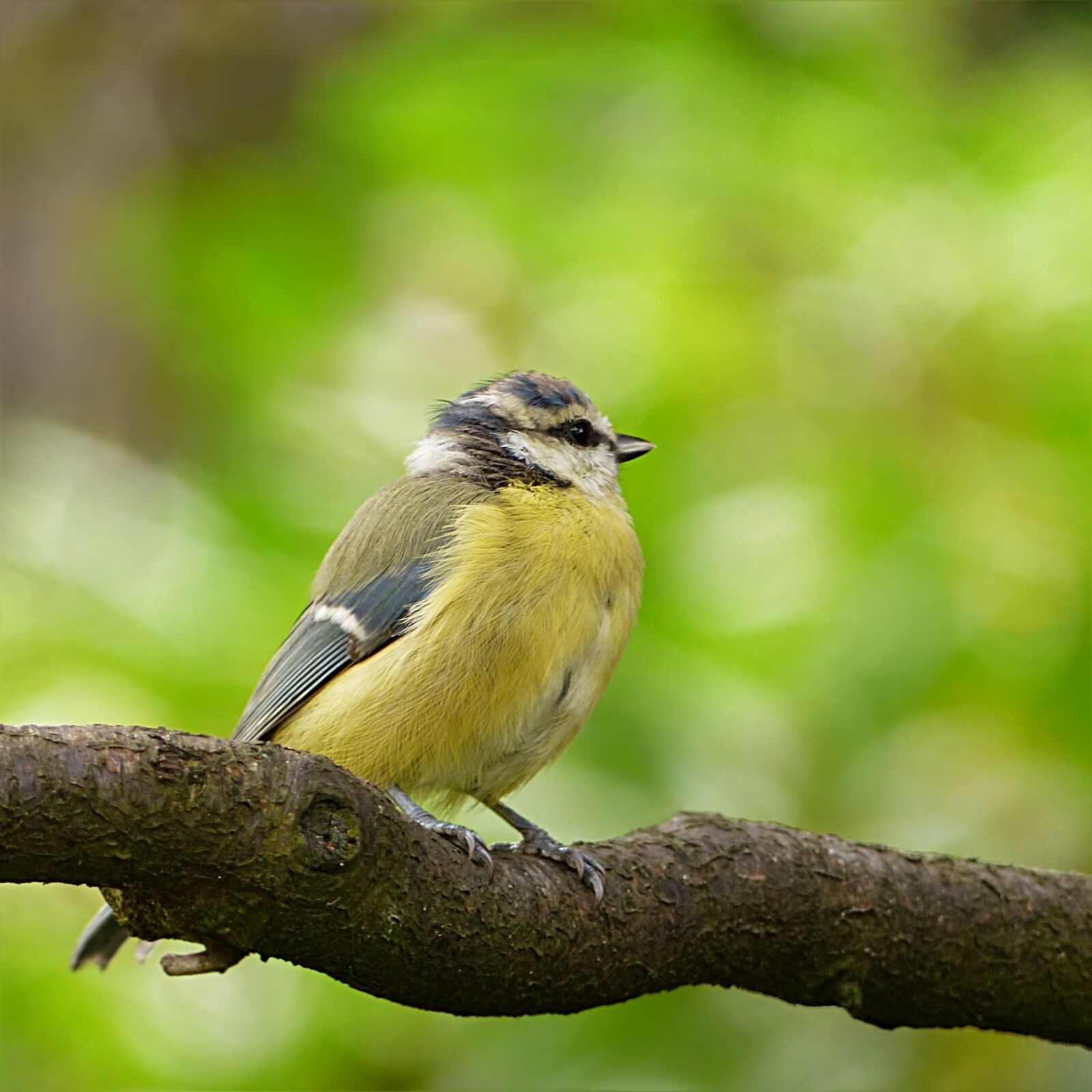 Panasonic Lumix DMC-FZ200 sample photo. Bird, tit, blue tit photography