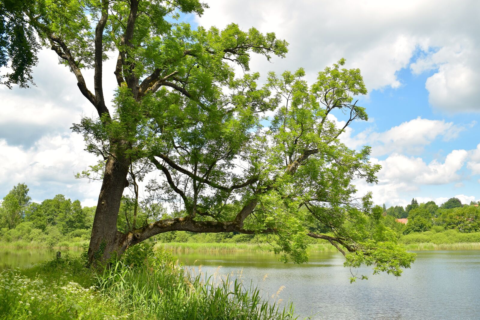 Nikon D5300 sample photo. Pond, mood, tree photography