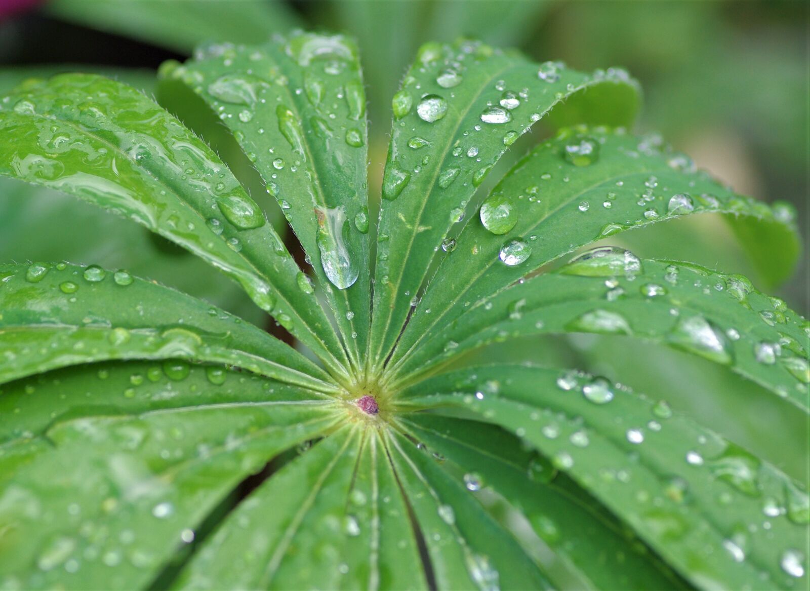 Pentax K-m (K2000) sample photo. Raindrops, leaves, garden photography
