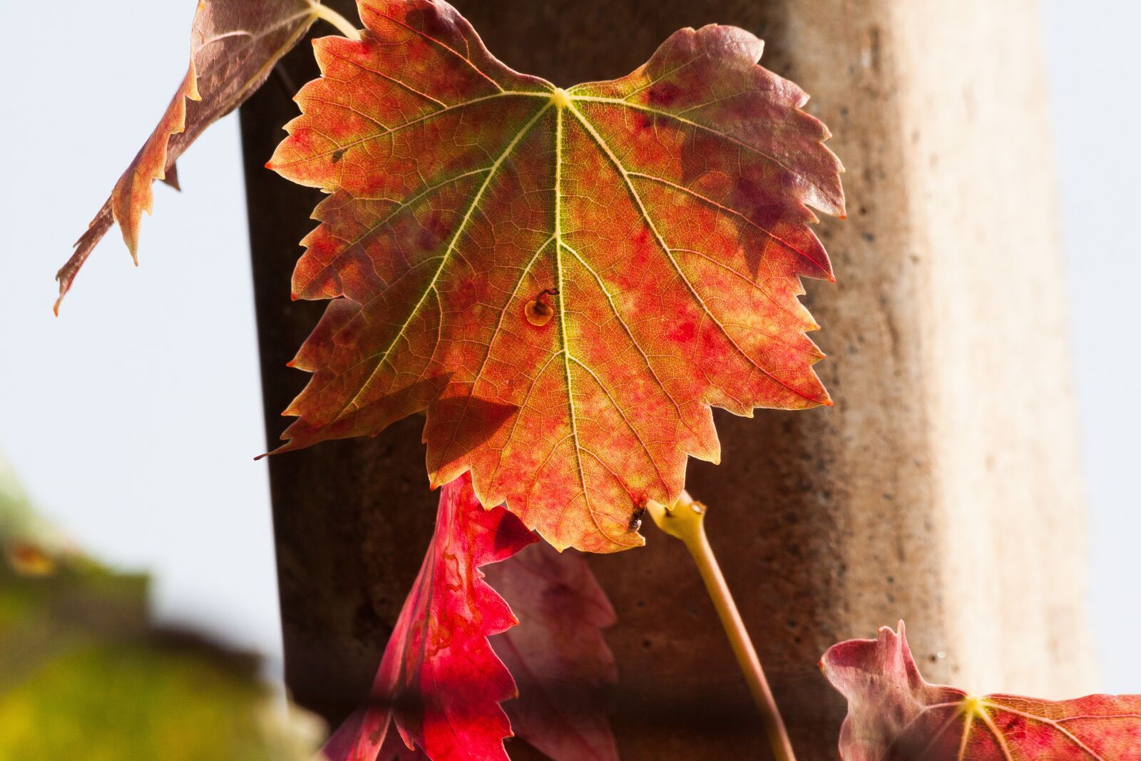 Canon EOS 50D sample photo. Wine, leaf, wine harvest photography