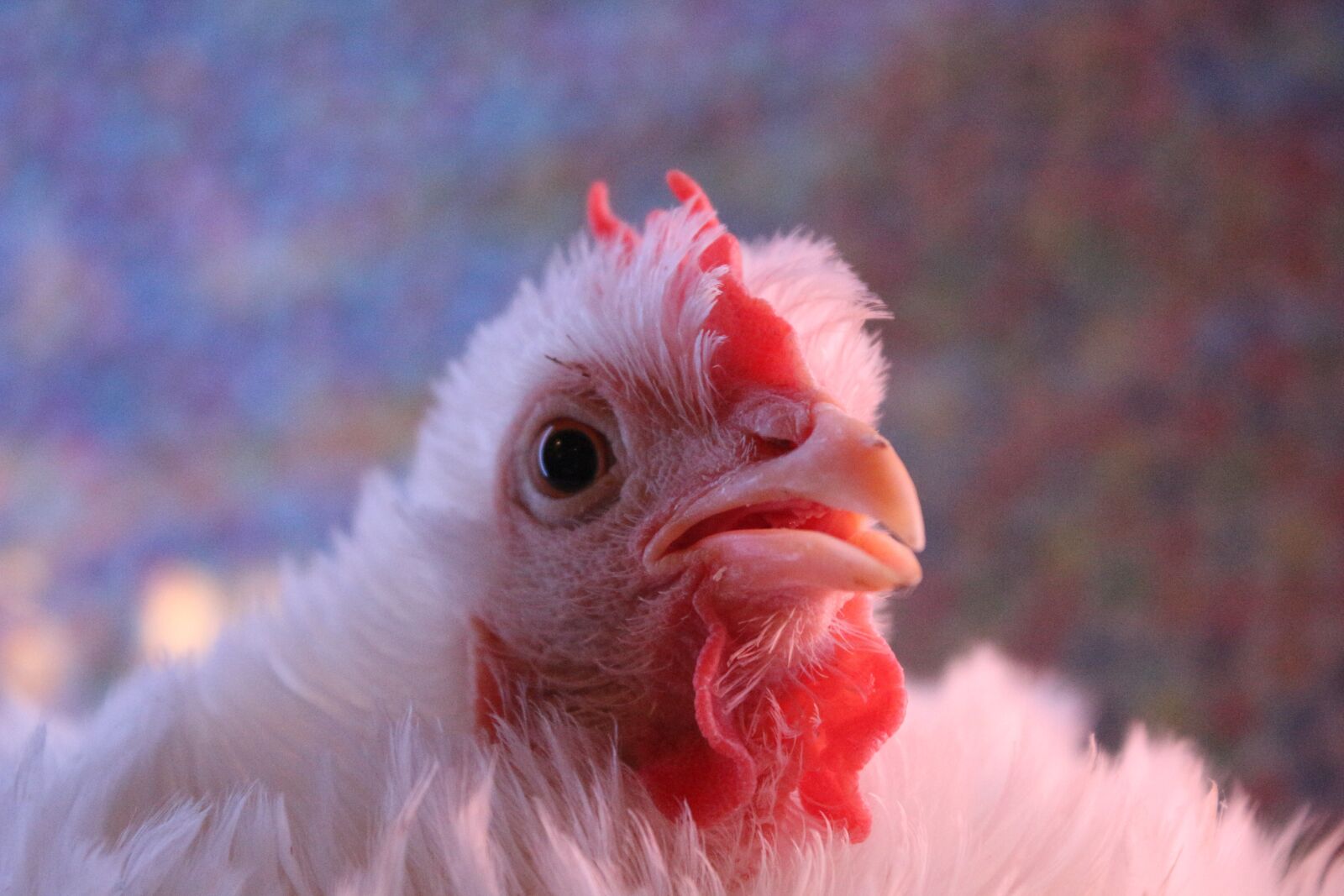 Canon EF-S 18-55mm F3.5-5.6 IS sample photo. Chicken, hen, curly photography