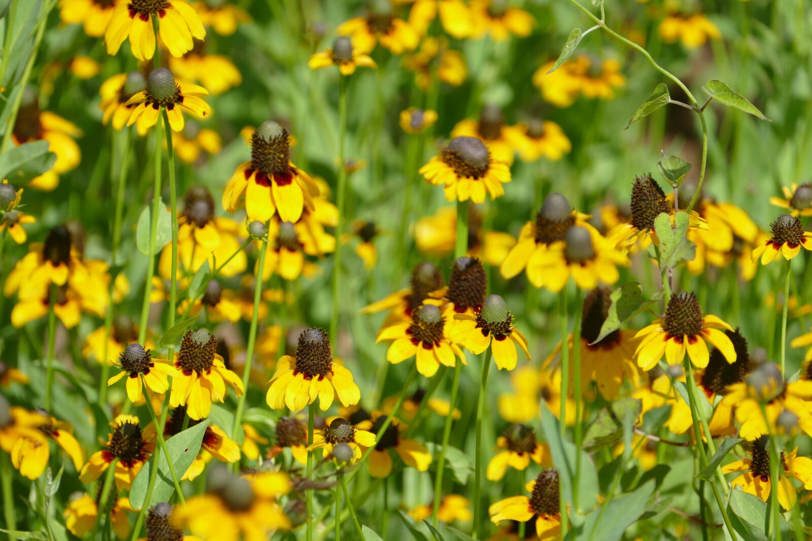 Panasonic Lumix DMC-FZ1000 sample photo. Wildflower, yellow, wildflowers photography