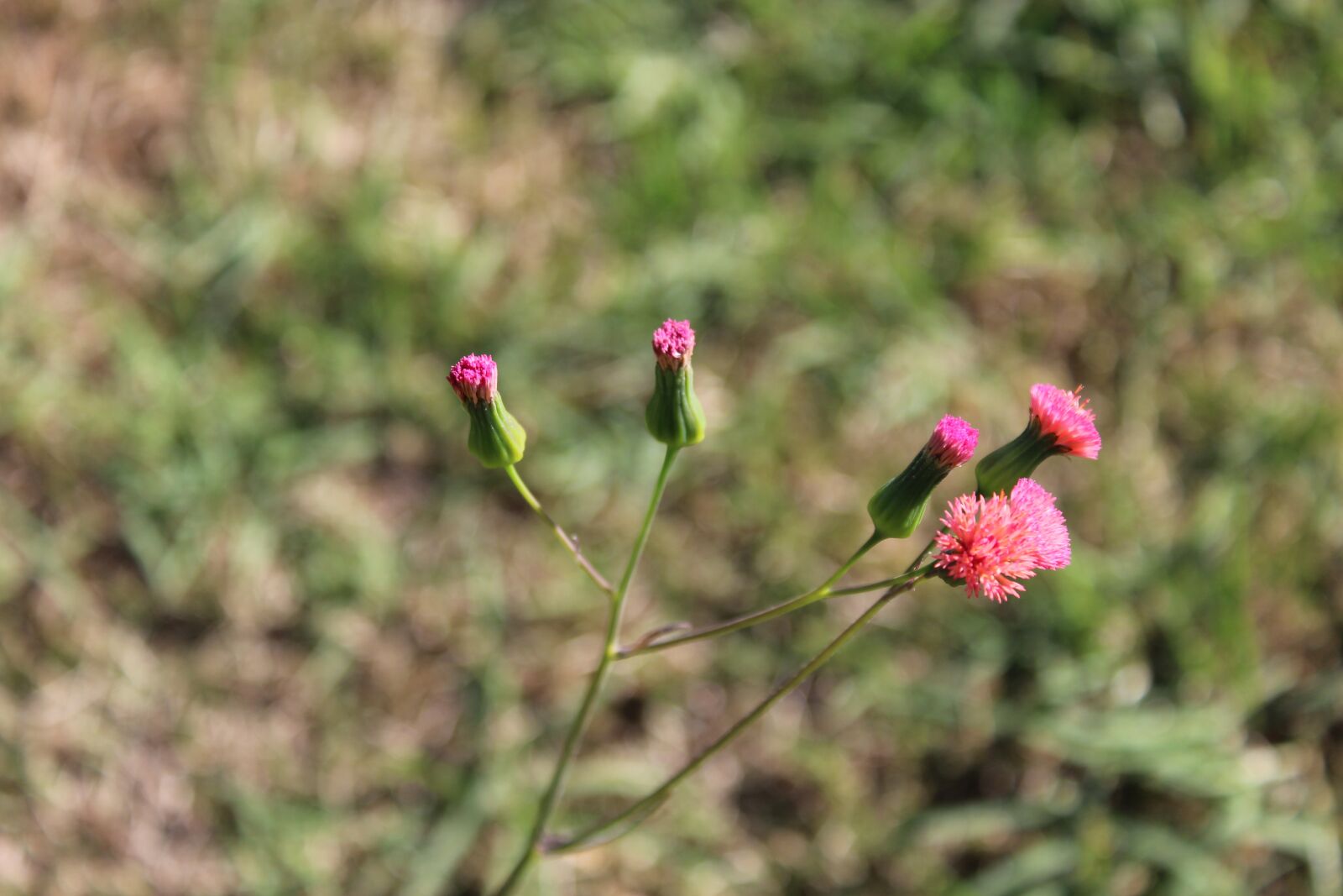 Canon EOS 1200D (EOS Rebel T5 / EOS Kiss X70 / EOS Hi) sample photo. Flower of the field photography