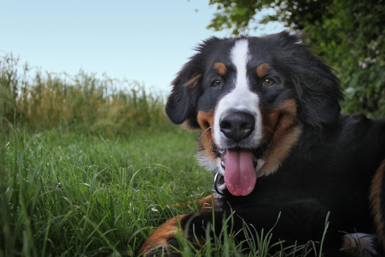 Canon EOS 500D (EOS Rebel T1i / EOS Kiss X3) sample photo. Bernese mountain dog, dog photography